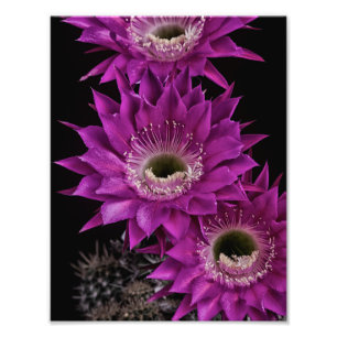 Maria Piazza to the third Photo Print