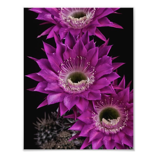 Maria Piazza to the third Photo Print (Front)