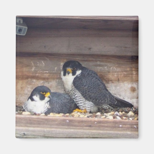 Mariah et Kaver Magnet (Devant)