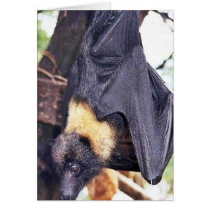 Mariana Fruit Bat