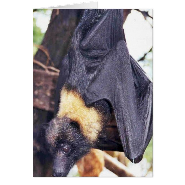 Mariana Fruit Bat (Front)