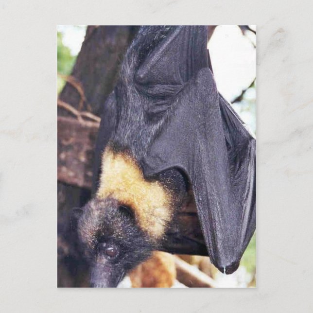 Mariana Fruit Bat Postcard (Front)