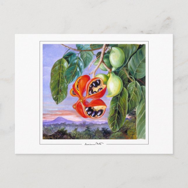 Marianne North #9 - Fine Art Postcard (Front)