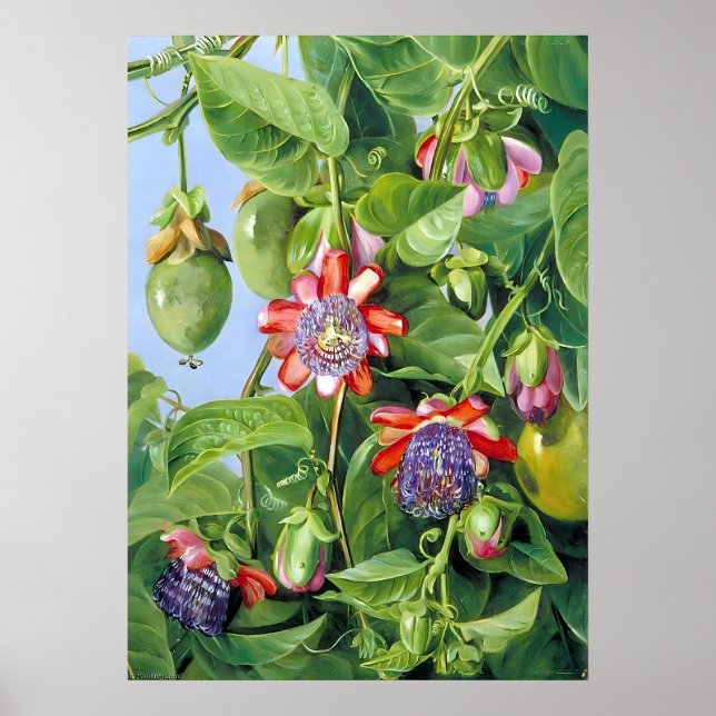 Marianne North Fruit of the Passion Flower  Poster (Front)