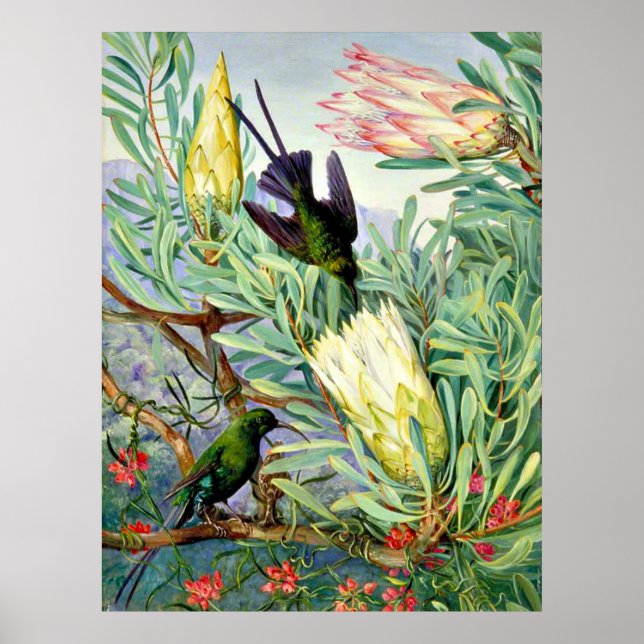 Marianne North - Honeyflowers and Honeysuckers Poster (Front)