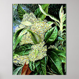 Marianne North - Olearia argophylla Poster