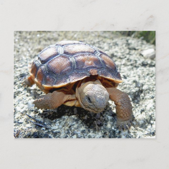 Marianne the Keya :) (Very Young Desert Tortoise) Postcard (Front)