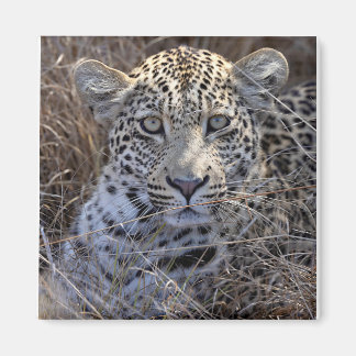 Maribye hiding in the grass magnet