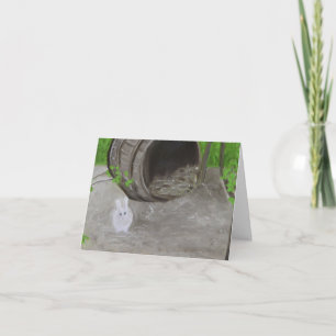 MARIE ANTOINETTE'S BUNNY! Hameau de la Reine Holiday Card