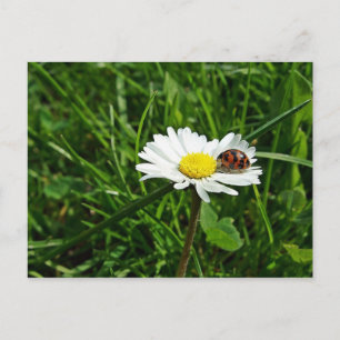 marienkäfer auf gänseblümchen postcard