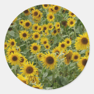 Marie's Sunflowers Sticker