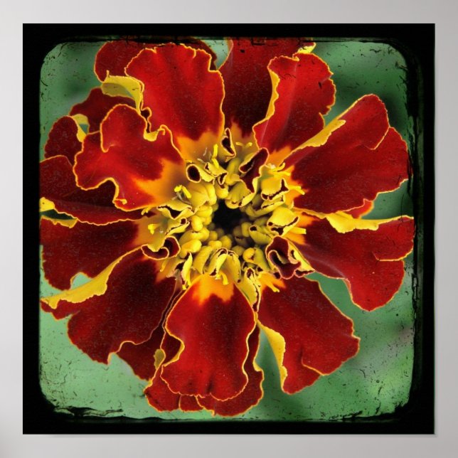 Marigold 2 poster (Front)