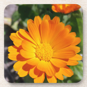 marigold flower coaster