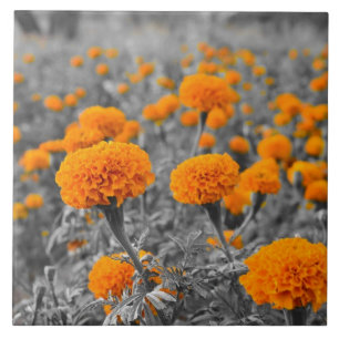 Marigold flowers tile