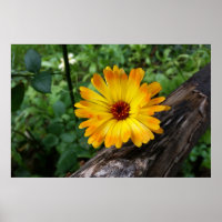 marigold in the forest
