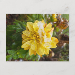 Marigold in the snow postcard