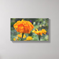 Marigold Orange Flower Nature Photography Garden