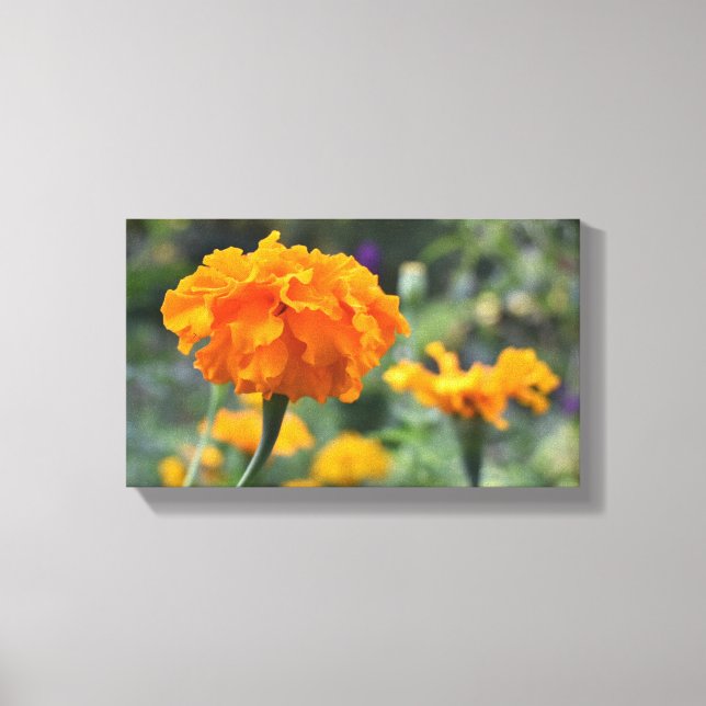 Marigold Orange Flower Nature Photography Garden Canvas Print (Front)