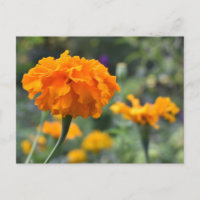 Marigold Orange Flower Nature Photography Garden