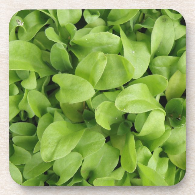Marigold Seedlings Cork Coaster (Front)