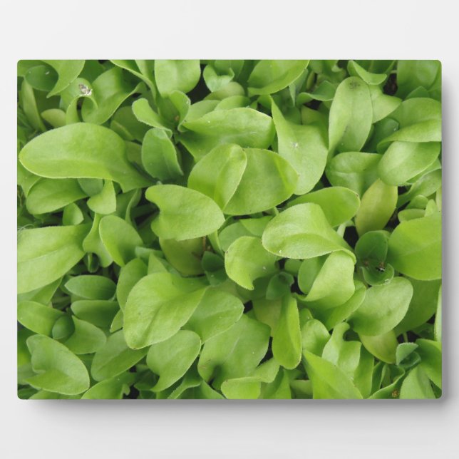 Marigold Seedlings Plaque (Front)