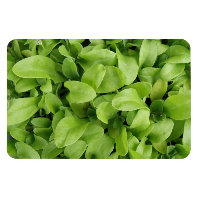 Marigold Seedlings Premium Magnet (Horizontal)