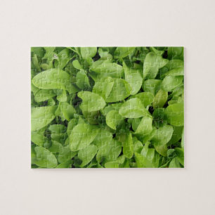 Marigold Seedlings Puzzle