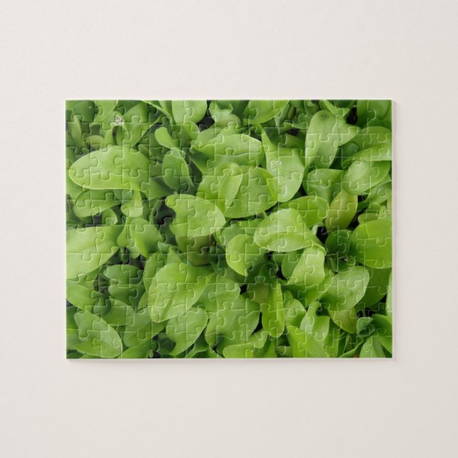 Marigold Seedlings Puzzle (Horizontal)