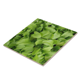 Marigold Seedlings Tile