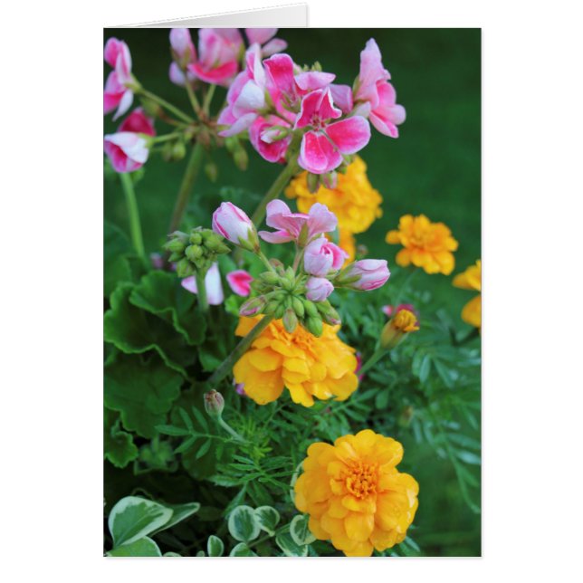 Marigolds et géranium (Devant)