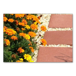 Marigolds Fleurs Pavés de Patio Lecture Cartes de 