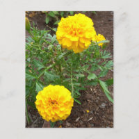 Marigolds