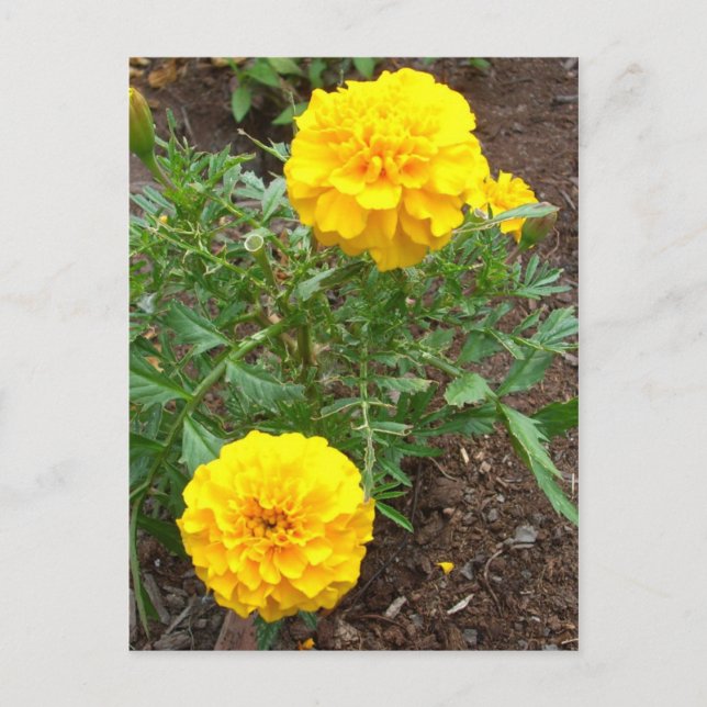 Marigolds Postcard (Front)
