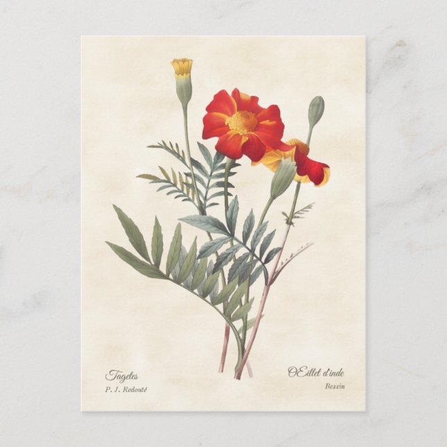Marigolds Vintage Botanical Illustration Postcard (Front)