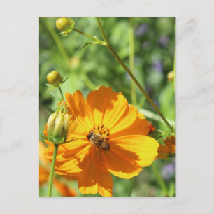 Marigolds w. Bee # 2 Postcard