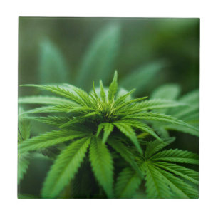 Marijuana Tile