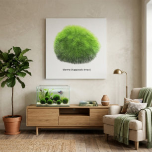 Marimo Moss Ball Hand Drawn Canvas Print