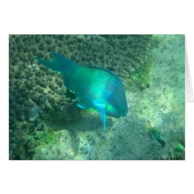 Marine (Devant horizontal)