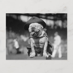 Marine Corps Mascot, 1920s Postcard