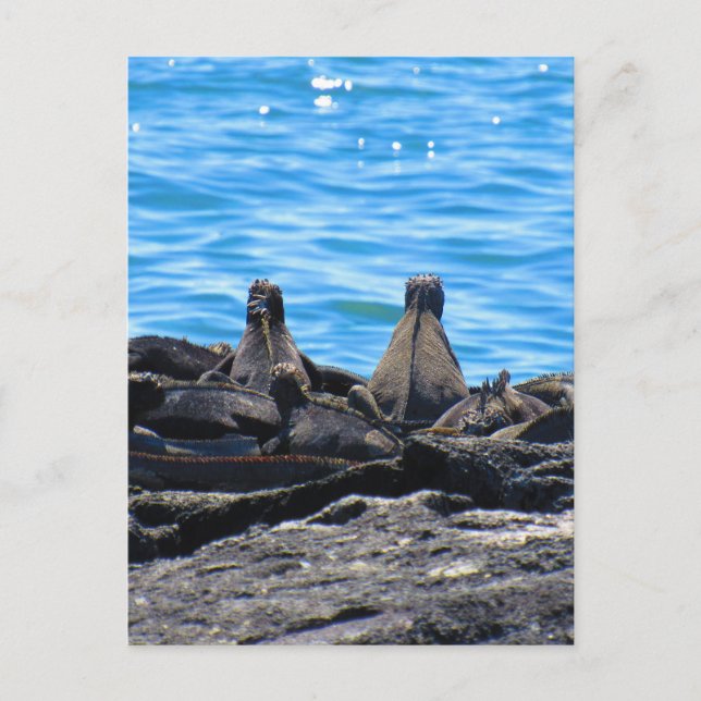 marine iguana backs postcard (Front)