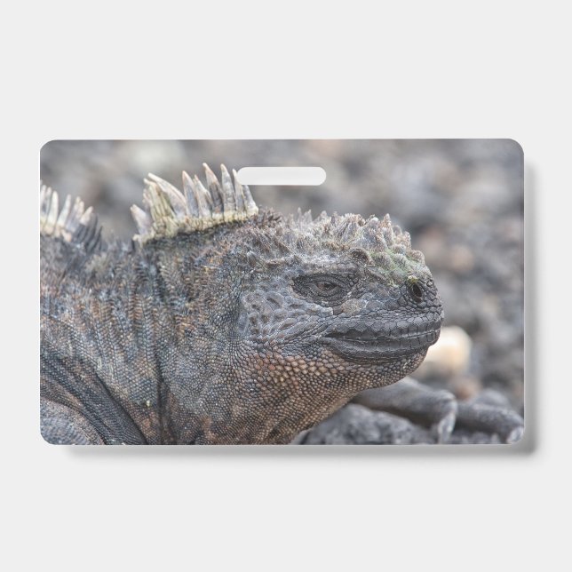 Marine Iguana Badge (Front)