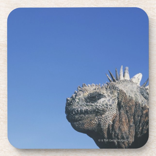 Marine Iguana Coaster (Front)