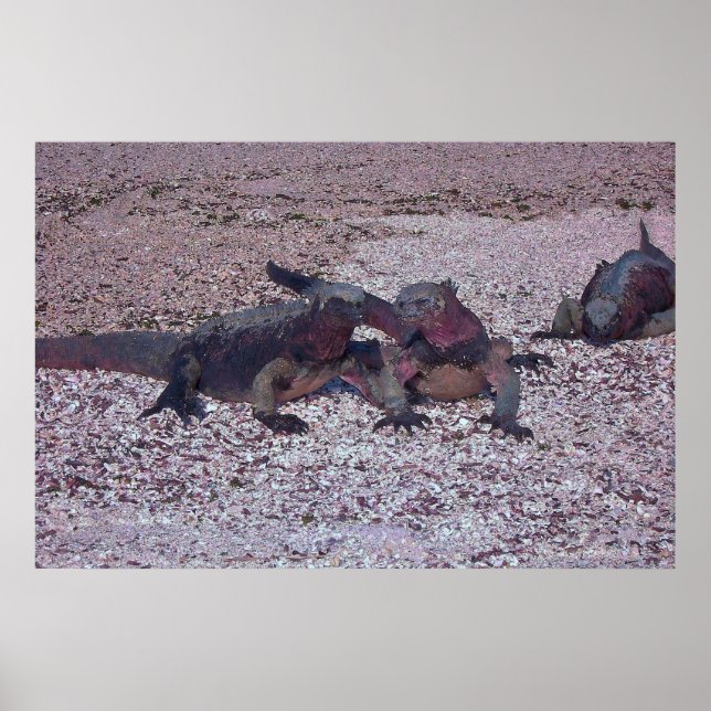 Marine Iguana Face Off Poster (Front)