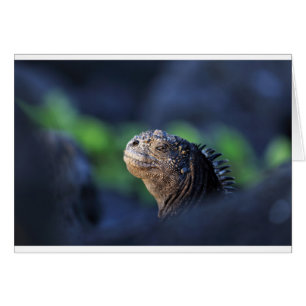 Marine iguana Galapagos Islands