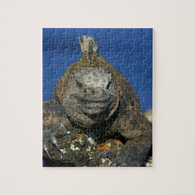 Marine iguana Galapagos Islands Jigsaw Puzzle (Vertical)