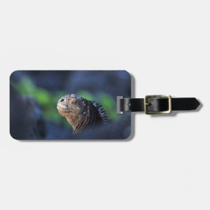 Marine iguana Galapagos Islands Luggage Tag
