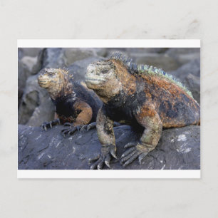 Marine iguana Galapagos San Cristobal Postcard