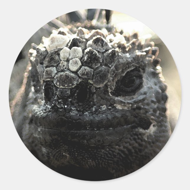 Marine Iguana Head Shot Sticker (Front)