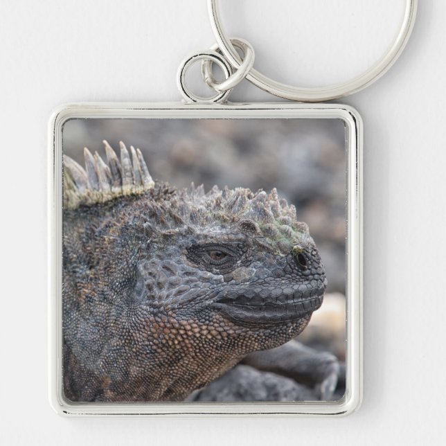 Marine Iguana Keychain (Front)