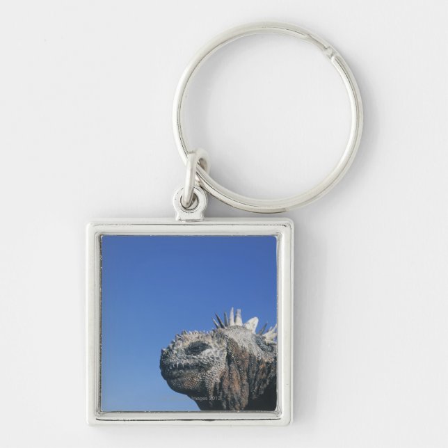 Marine Iguana Keychain (Front)